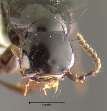 Media type: image;   Entomology 32393 Aspect: head frontal view